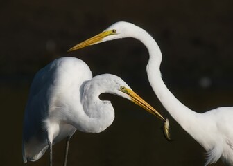 Two great egrets, one with a fish.