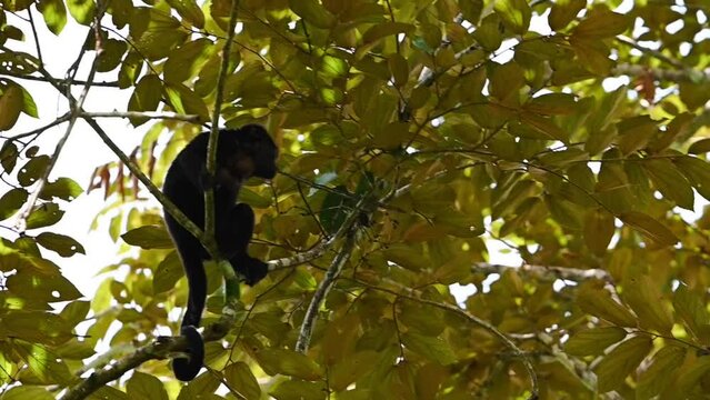 A baby black howler monkey jumping to a different branch.