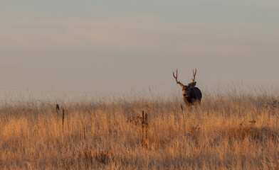 Mule Deer Buck in Autumn in Colorado