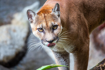 Mountain Lion (Puma concolor) Spotted Outdoors