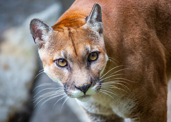 Mountain Lion (Puma concolor) Spotted Outdoors