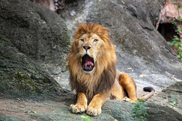 African Lion (Panthera leo) Spotted Outdoors