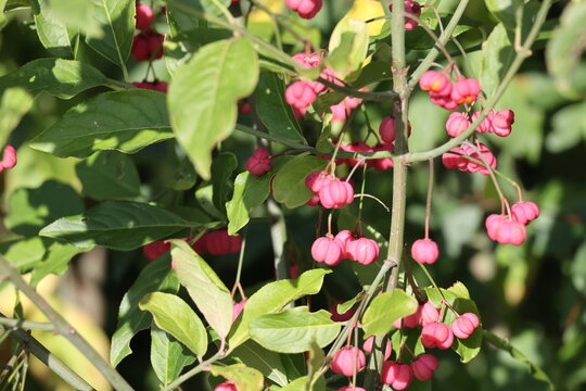 Spindle ostrich, Euonymus europaeus, Pfaffenh&uuml;tchen