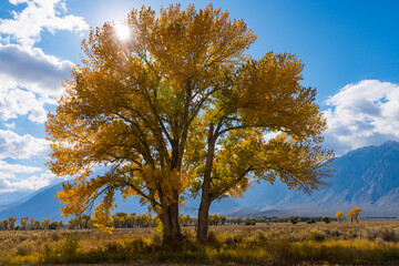 Large cottonwood and poplar trees turning into their autumn yellow colors in the Owens Valley outside of Bishop California. Round valley, blue sky, scattered clouds.