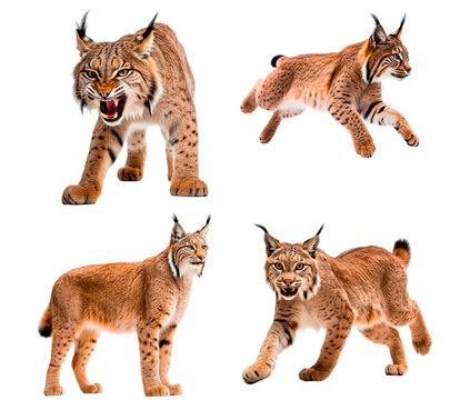Set of Lynx (Agresive, Jumping, Standing, Running)