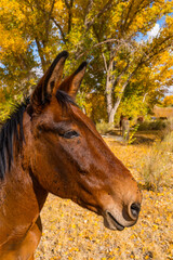 Horses in the bright yellow fall foliage of cottonwood and poplar trees in the Owens Valley outside...