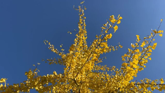 Yellow golden leaves gingko biloba against blue sky.
