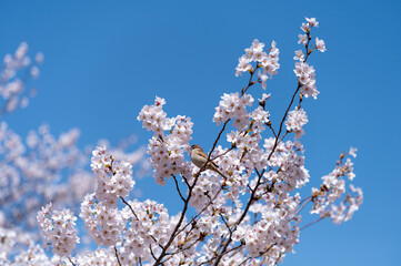 桜の花びらをついばむ雀と青空