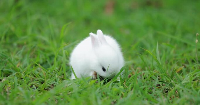Baby bunny licking toe and cleaning yourself in the meadow