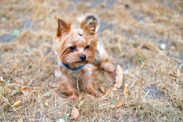 Yorkshire Terrier on a leash in the park. Selective focus.