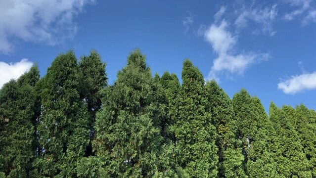 Thuja occidentalis american arborvitae trees hedge and sky.