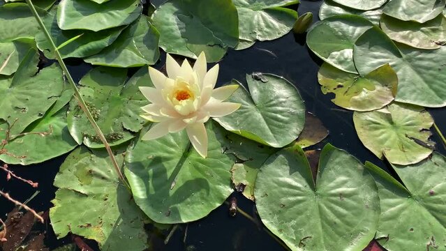 White river lily flower.Big green leaves. Growing on the lake.