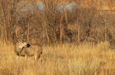 Mule Deer Buck in Colorado in Autumn