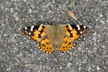 Painted Lady (Vanessa cardui) butterfly perched on stone path in Zurich, Switzerland