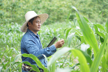 Asian man farmer holds smart tablet to collect and search information, research about growth and diseases of plant at green corn field. Concept, smart farmer, use technology in agriculture.           