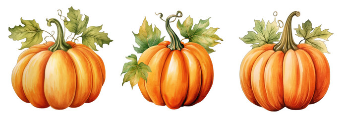  Set of hand drawn watercolor green pumpkins with leaves isolated on transparent background with clipping path