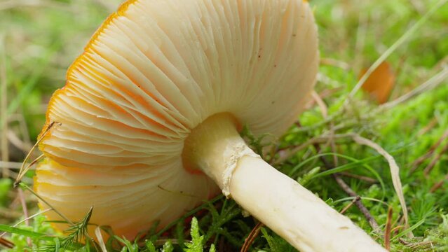 Fallen Mushroom underside at autumn, Semi Closeup. Pan.
