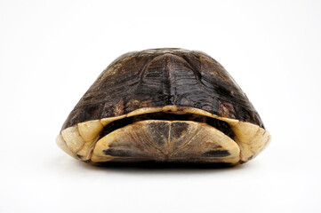 Amboina box turtle // Amboina-Scharnierschildkröte (Cuora amboinensis) 