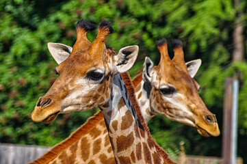 Naklejka premium Close-up of a giraffe head
