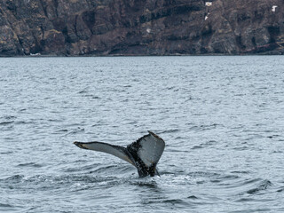 Obraz premium humpback tail