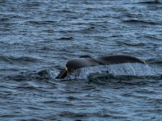 whale on Iceland