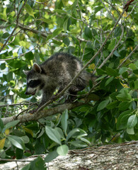 raccoon baby 