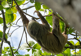 sloth in tree