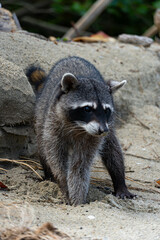 raccoon