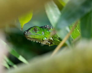 green lizard