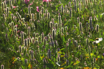 夕日に輝く草花