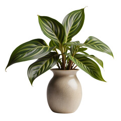 Chinese evergreen plant in a vase transparent background
