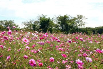 満開のコスモス畑のある風景