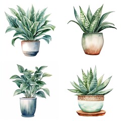 House plant in pot, watercolor illustration, isolated clipart on white background, green leaves, flower