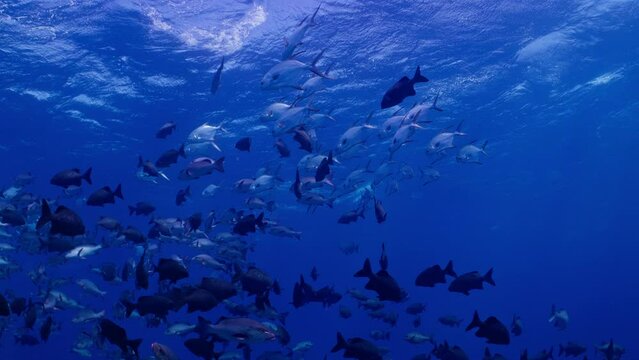 Large schools of Snubnose Pompano, Brassy Chub and Red Snapper swim through the blue waters of the Great Barrier Reef.