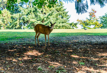 Deers At Tacoma Park