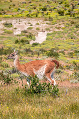 Alpacas in Torres del Paine National Park, in Chilean Patagonia