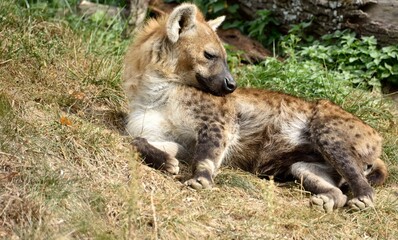 Crocuta crocuta (Hyène tachetée)