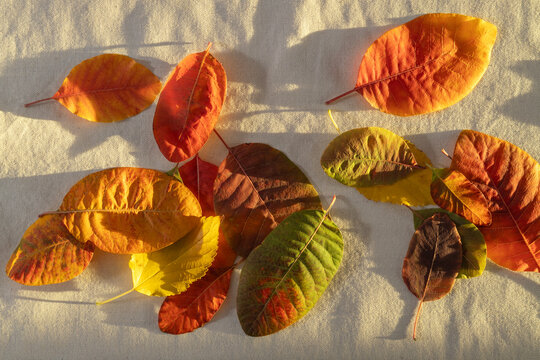 Warm and cozy autumn leaves and natural light. Fall leaves on the tablecloth as background