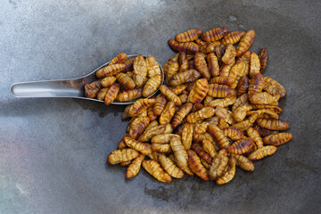 Fried silkworms. Concept, eating insects. Traditional Thai Street Food, Edible Worms. Weird food. Insect eating. High protein. Weird food.                   
