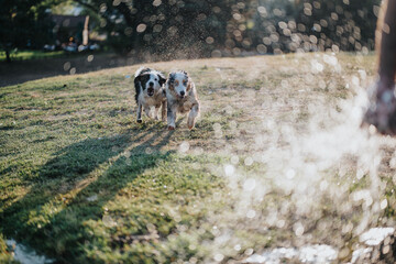 Dogs Playing and Refreshing in Green Park on a Sunny Summer Day with Water