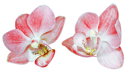 Phalaenopsis  flowers  on  isolated background with clipping path. Closeup. For design. Transparent...