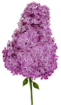Branch of lilac flowers isolated on  background with clipping path. For design. In high resolution. Transparent background.  Studio photo.