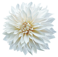 White  dahlia. Flower on  isolated background with clipping path.  For design.  Transparent...