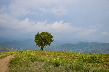 Lonely green tree on the hill in spring with a pleasant view of the road passing by the tree, blue sky on a spring day.