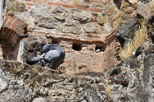 Pich&oacute;n acical&aacute;ndose sobre una pared de ladrillo.