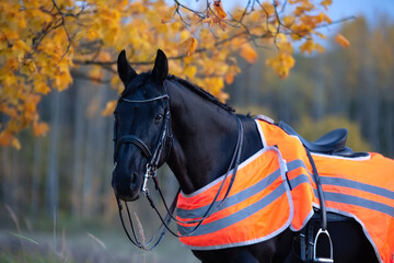  portrait of beautiful black dressage stallion  dressed in training protection cover  posing at...