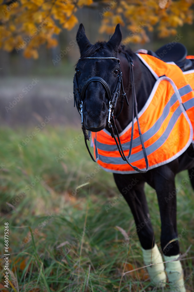 Wall mural funny  portrait of beautiful black dressage stallion  dressed in training protection cover  posing at evening. autumn season