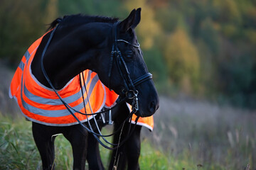  portrait of beautiful black dressage stallion  dressed in training protection cover  posing at...