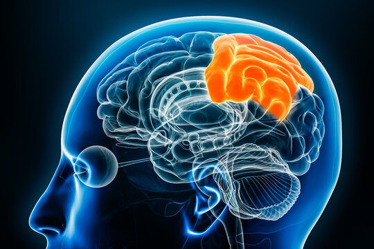 Parietal lobe of the cerebral cortex profile view close-up 3D rendering illustration. Human brain anatomy, neurology, neuroscience, medical and healthcare, biology, science concept.