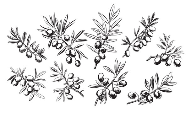 Engraved olive branch. Sketch branches with leaves and blossoms, hand drawn olives design element. Agricultural ripe plant or fruit isolated on white background vector illustration set.
